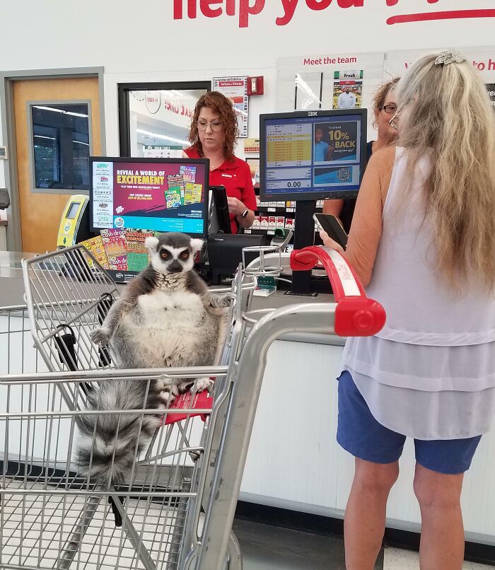 Saw This Lemur At A Local Grocery Store