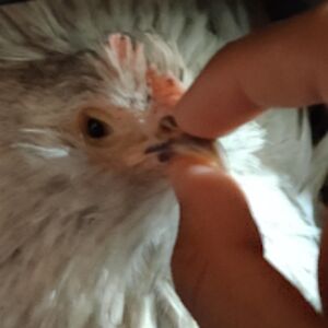 raphaelfernandes avatar