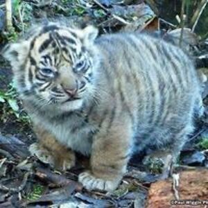 klauspwilliams avatar