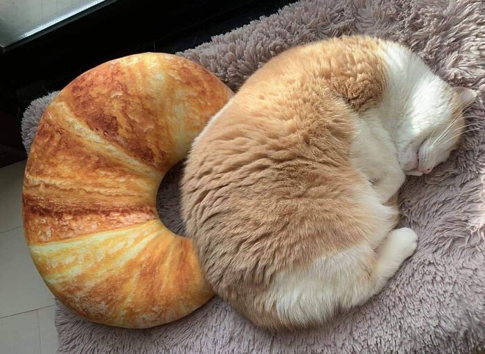 All I See Is Two Croissants