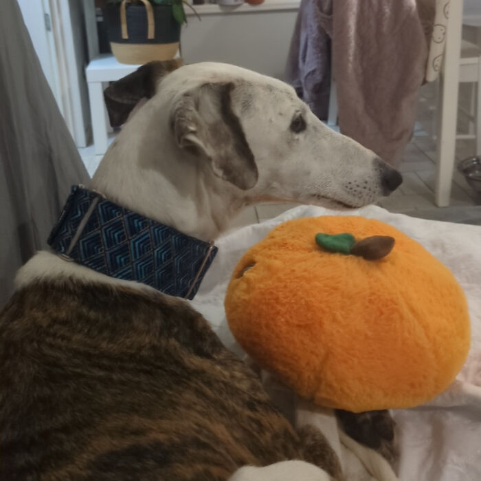 Galgos And Toys