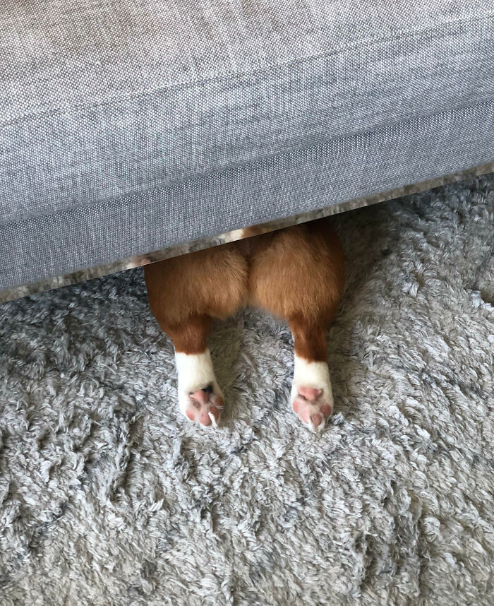 Max Hiding Under The Couch With Only His Drumsticks Visible