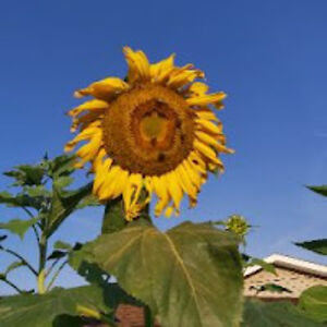 joshuahudson_1 avatar