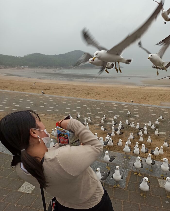 My Girlfriend Opening A Snack Next To Seagulls