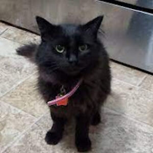 adelaidebutler avatar