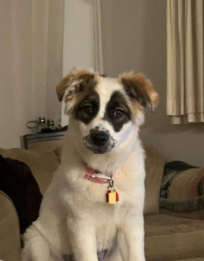 Just Adopted This Baby Friday. The Shelter Said Great Pyrenees & Saint Bernard, But I’m Really Unsure!