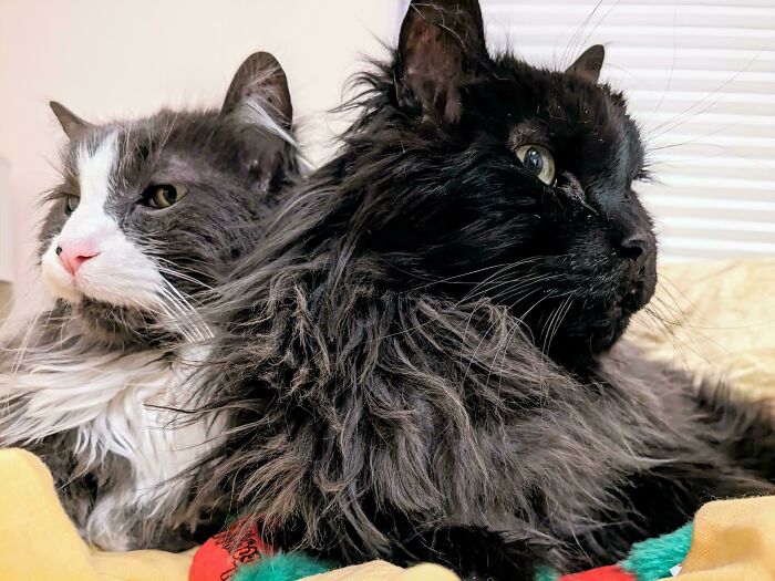 Adopted These Two Brothers At 15 Years Old