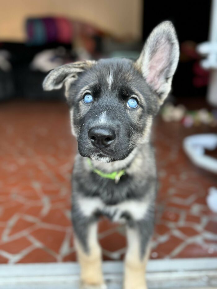 Adopted This Guy Yesterday. Meet Charlie. He Is So, So Beautiful. He's Been Such A Joy Already (So Far ). He Is 1/4 German Shepherd, 3/4 Husky Or A Shepsky