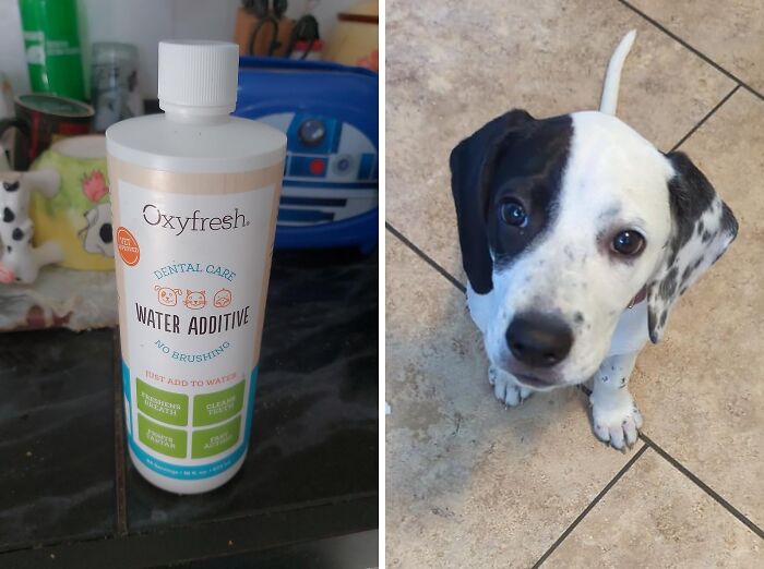 Freshen Up Fido: Oxyfresh Pet Dental Care Solution, Bye-Bye Bad Pet Breath!