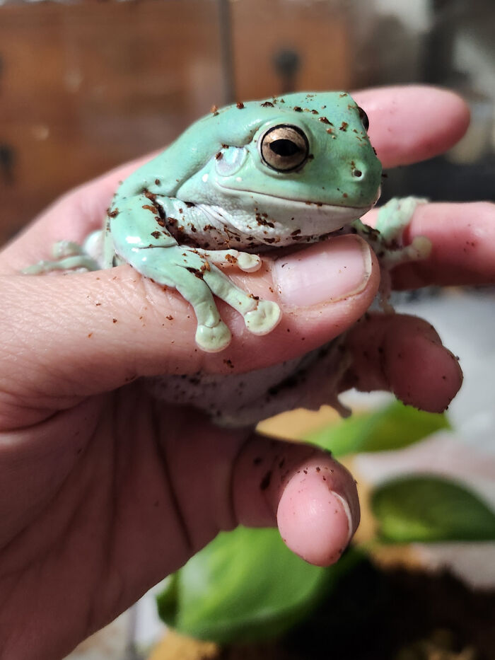 I Was Having A Hard Time Feeling Like Things Would Get Better, Then Today I Adopted My Dream Frog Size Large! Whoever Gave Up This Gorgeous Girl, She Has A Home & I Love Her. I Have 2 Little Beans But Omg She A Whole Palm Sized Big Girl! I Couldn't Have Dreamed I'd Get So Lucky. What Do I Call Her?