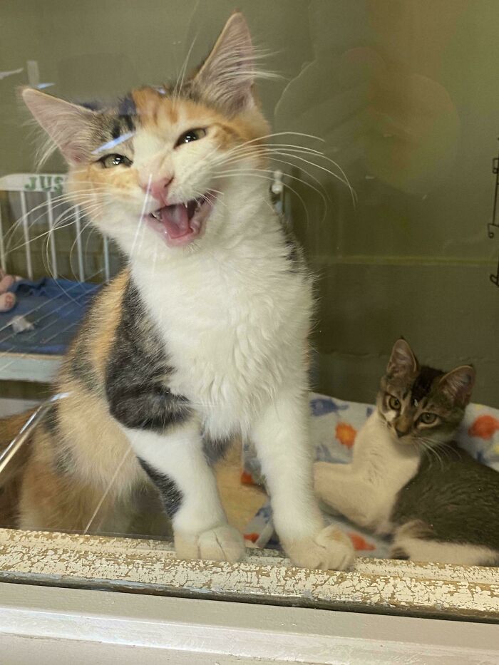 My So And I Have A Pending Adoption For The Cutest Calico; We Would Name Her Yvie