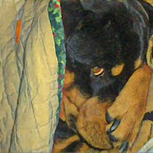 melaniedelfino avatar