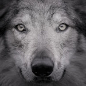 richternietzschenegativereviewerwolf avatar