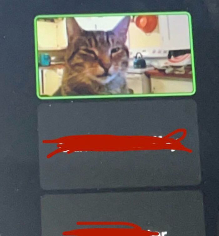 My Algebra Teacher Put His Cat On Camera Instead Of Himself
