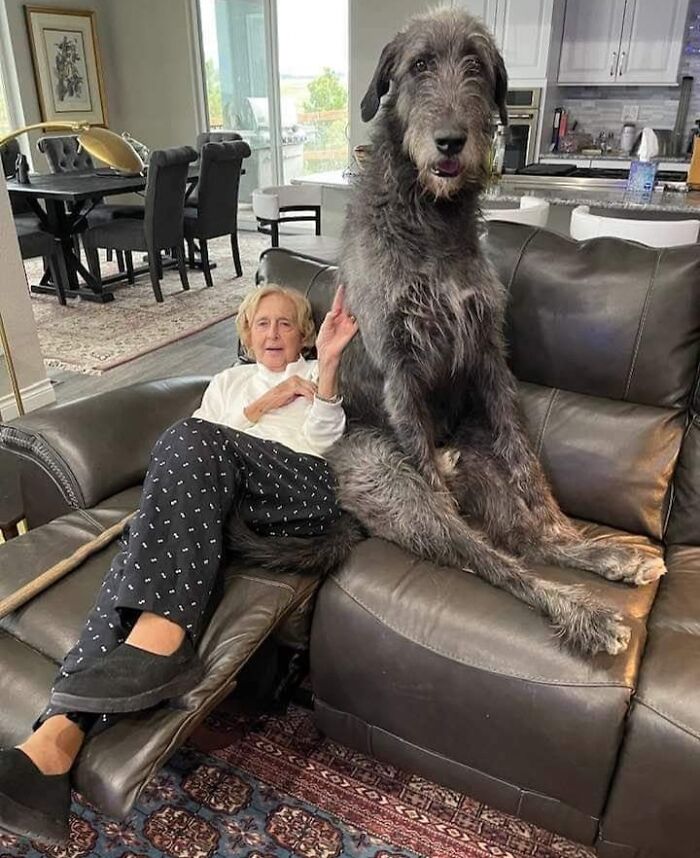 Señora pequeña junto a perro gigante