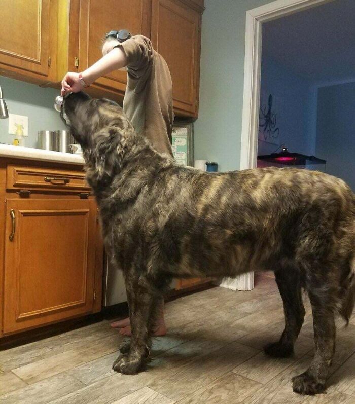 My Absolute Unit Of A Dog