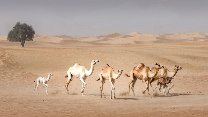 "Desert Camels" (Series) By Joke De Jager