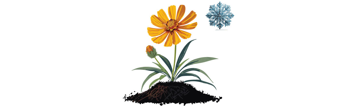 Illustration of coreopsis with snowflake Illustration of coreopsis with snowflake