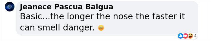 New Study Of 150 Dog Breeds Finds Size, Gender, And Nose Shape All Correlate With Dog Lifespan New Study Of 150 Dog Breeds Finds Size, Gender, And Nose Shape All Correlate With Dog Lifespan
