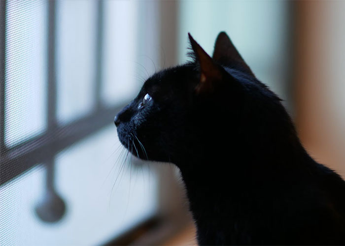 Man Comes Up With A Clever Way To Get Rid Of Jehovah's Witnesses After His Black Cat Comes Up