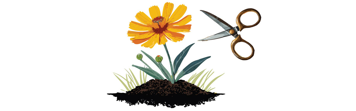 Illustration of coreopsis with scissors Illustration of coreopsis with scissors