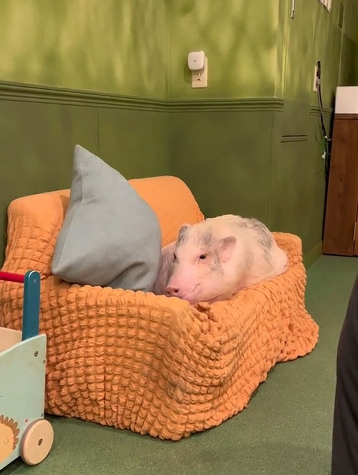 Pigs At This Cafe In Tokyo Are Called “Buta-San,” And They Trot Around Looking For Pets