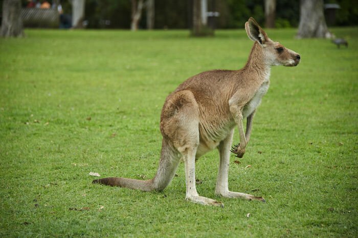 20 Cosas fascinantes sobre Australia que sorprendieron a los visitantes