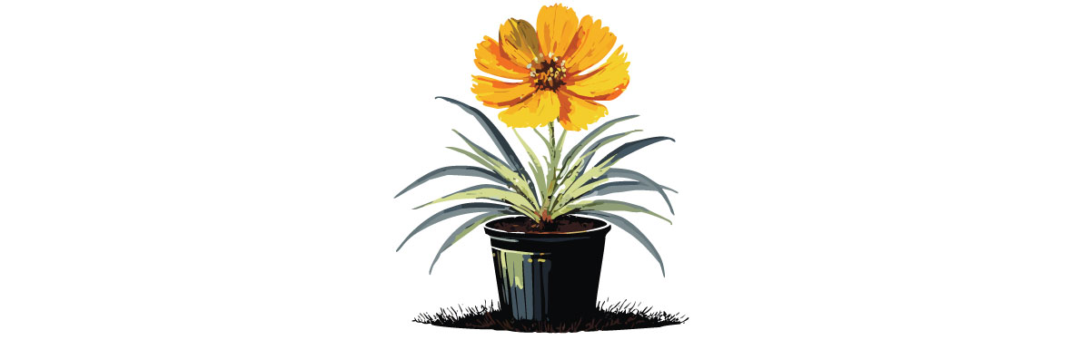 Illustration of coreopsis in the pot