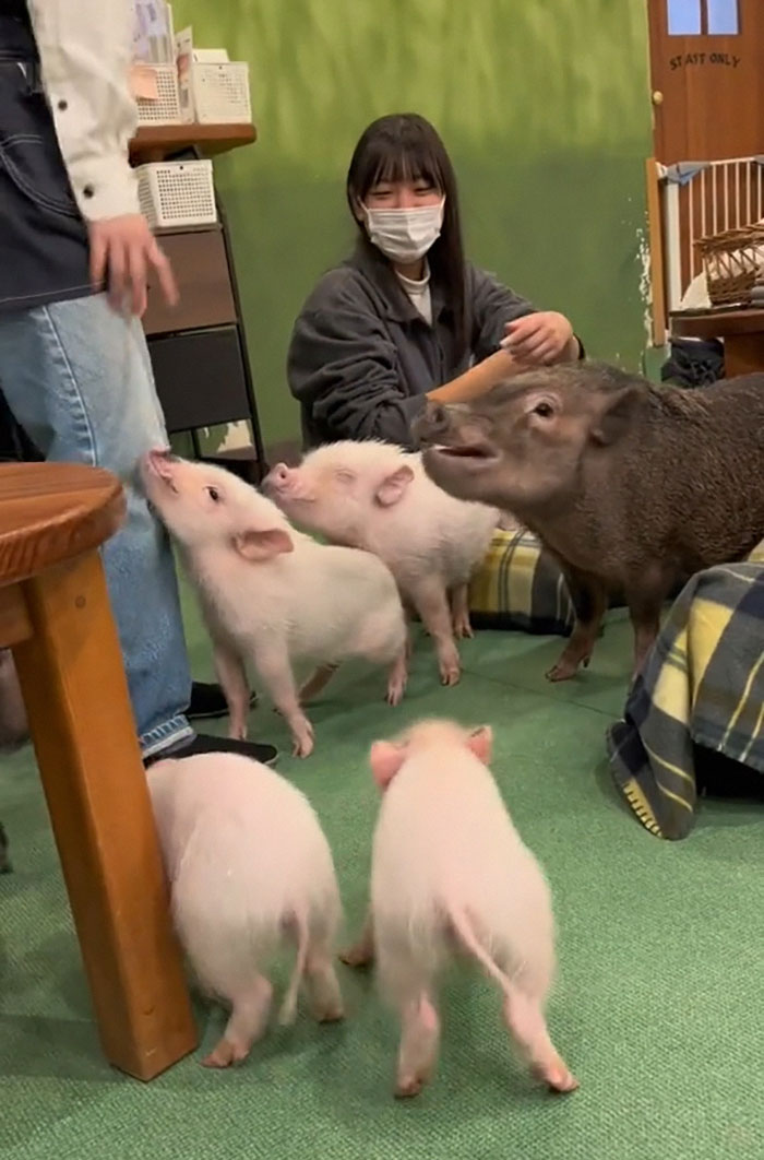 Pigs At This Cafe In Tokyo Are Called “Buta-San,” And They Trot Around Looking For Pets Pigs At This Cafe In Tokyo Are Called “Buta-San,” And They Trot Around Looking For Pets