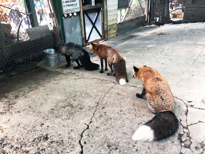 So I Was In Zao Fox Village, Located In Japan, And I Saw These Foxes Waiting For Their Water
