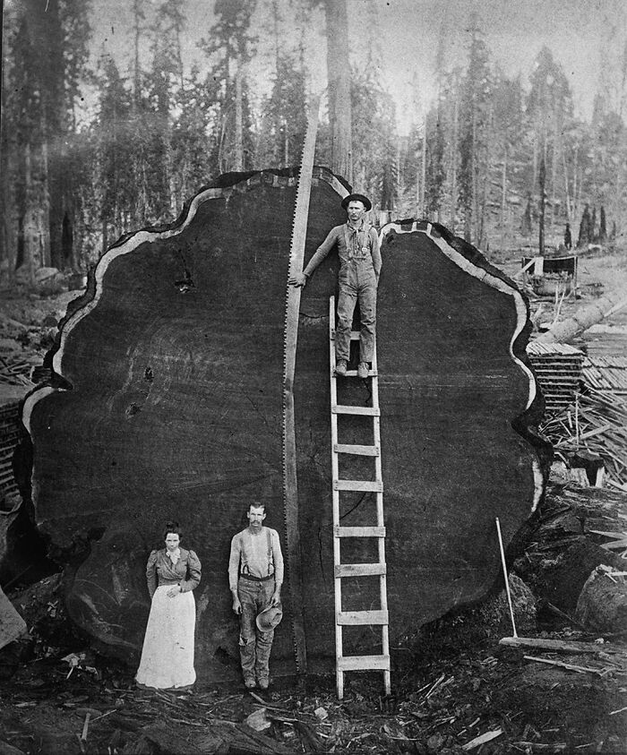 Lumberjacks Standing By A Sequioa Log In Sequioa National Park, California, Ca. 1910. Photographer Unknown