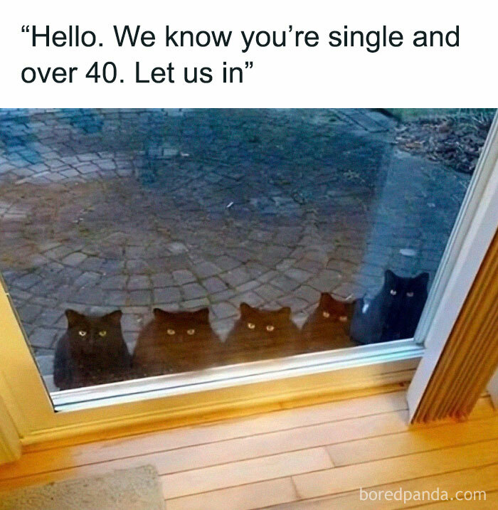 Hilarious-Cat-Memes