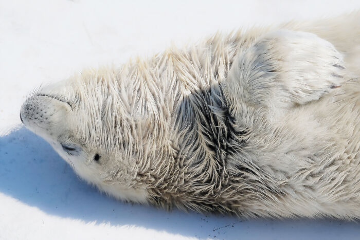 Napping Baby Seal