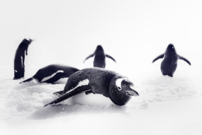 Gentoo Penguins In Snow