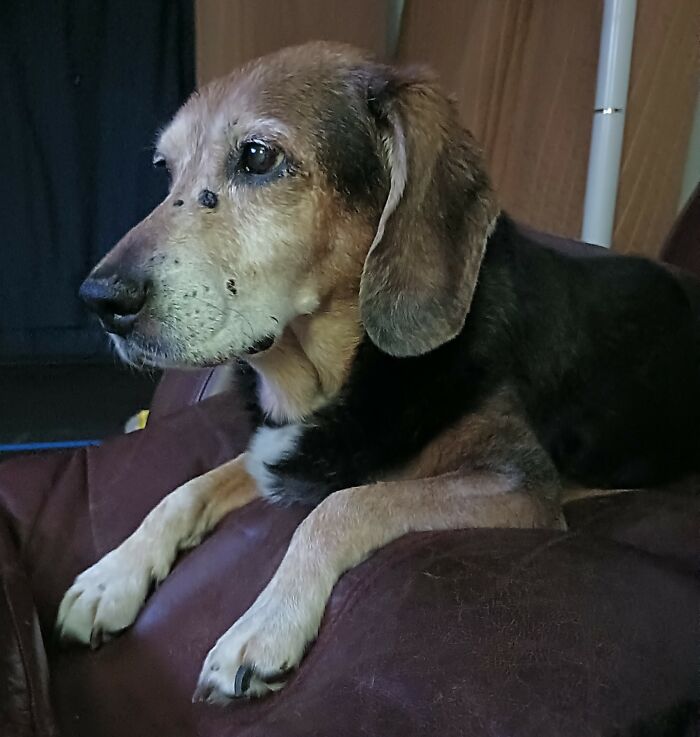 My Ziggy (Wiggy), 15 Year Old Beagle Mix. Love Of My Life