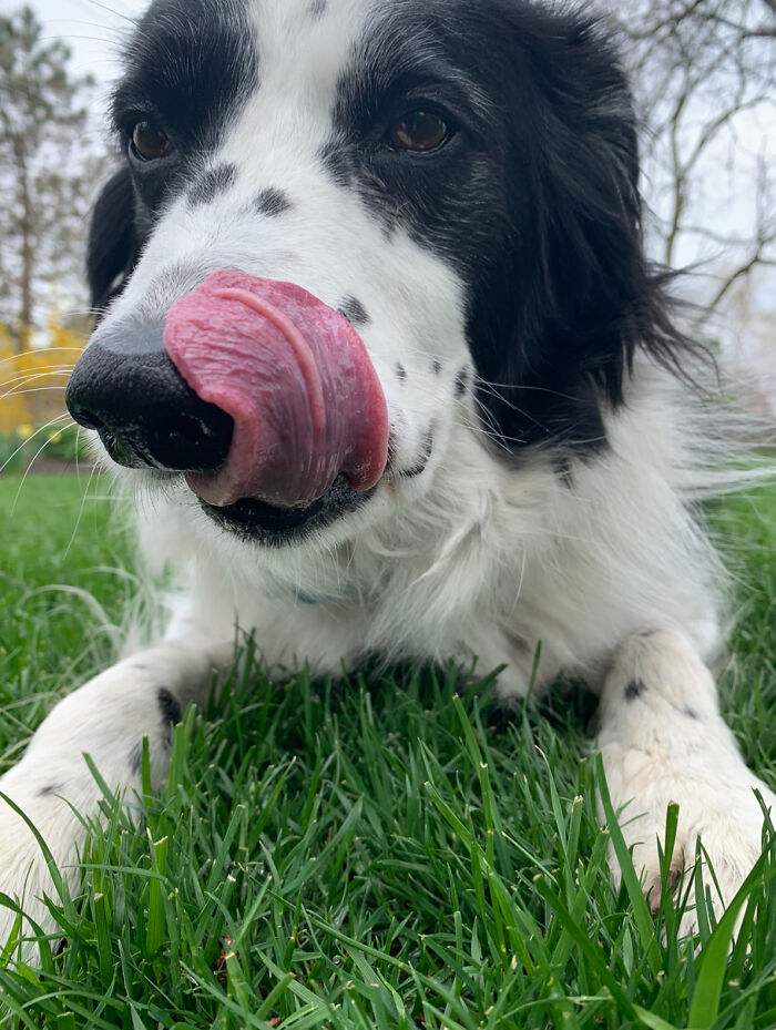 Sully Licking His Nose (Bordercollie)