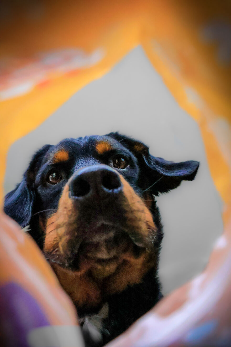 The Art Of Capturing Dogs Through Treat Bags