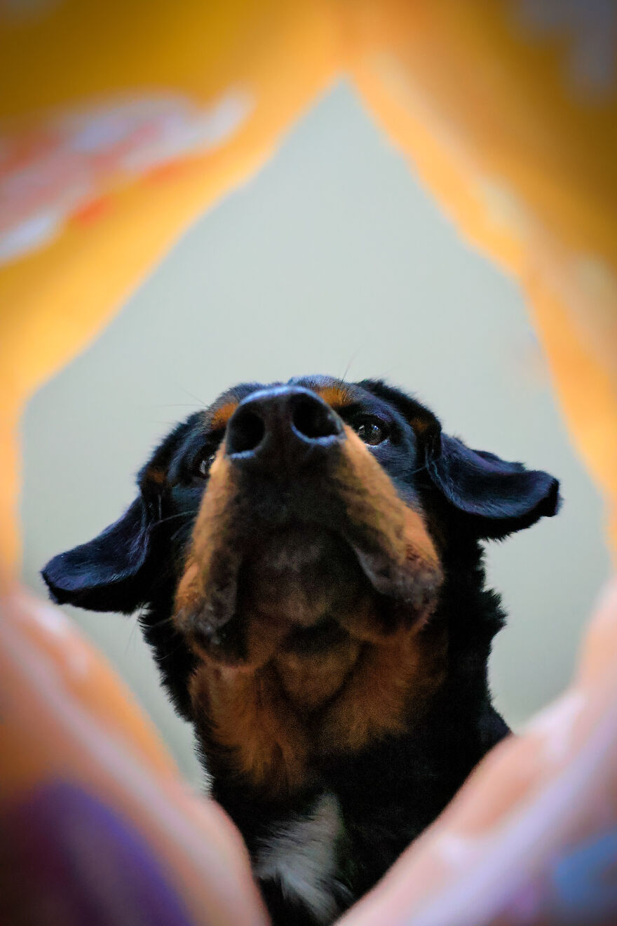 The Art Of Capturing Dogs Through Treat Bags