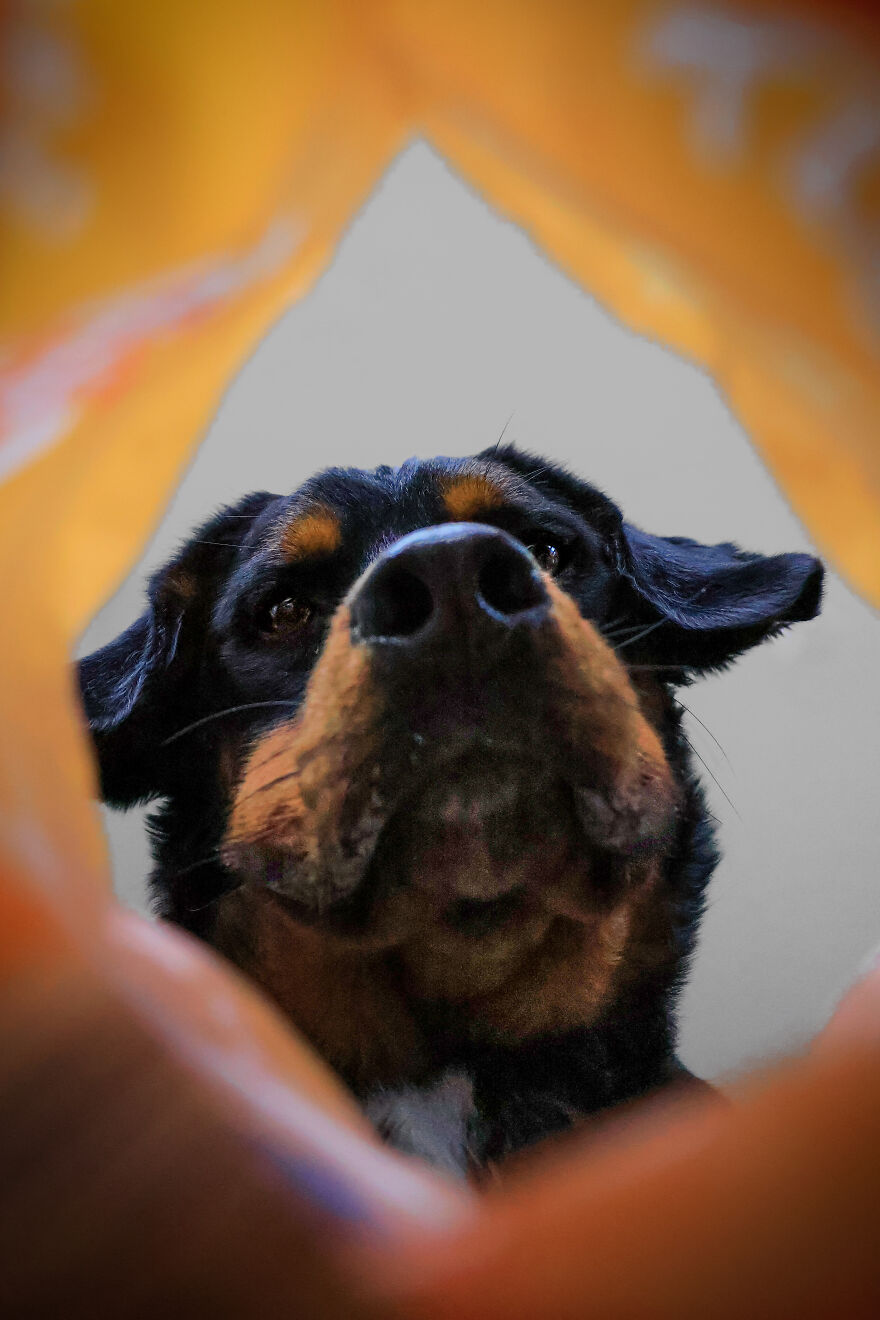The Art Of Capturing Dogs Through Treat Bags The Art Of Capturing Dogs Through Treat Bags
