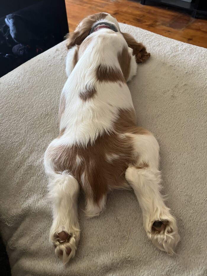 Maybelle, Full Sploot. This Is Yoga, Right?