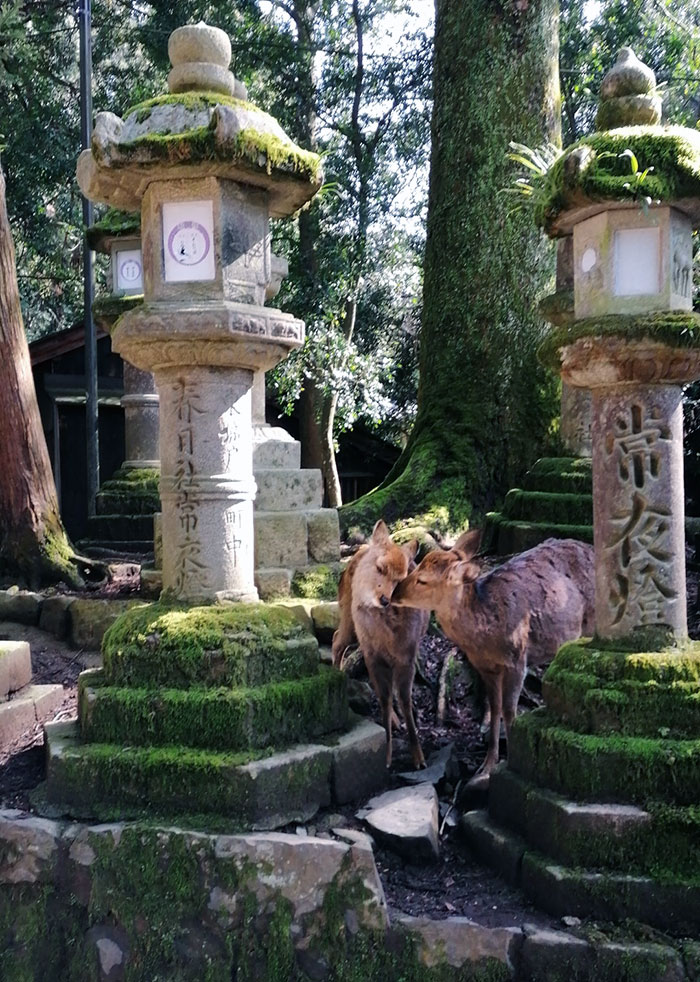 Deer Couple In Nara, Japan
