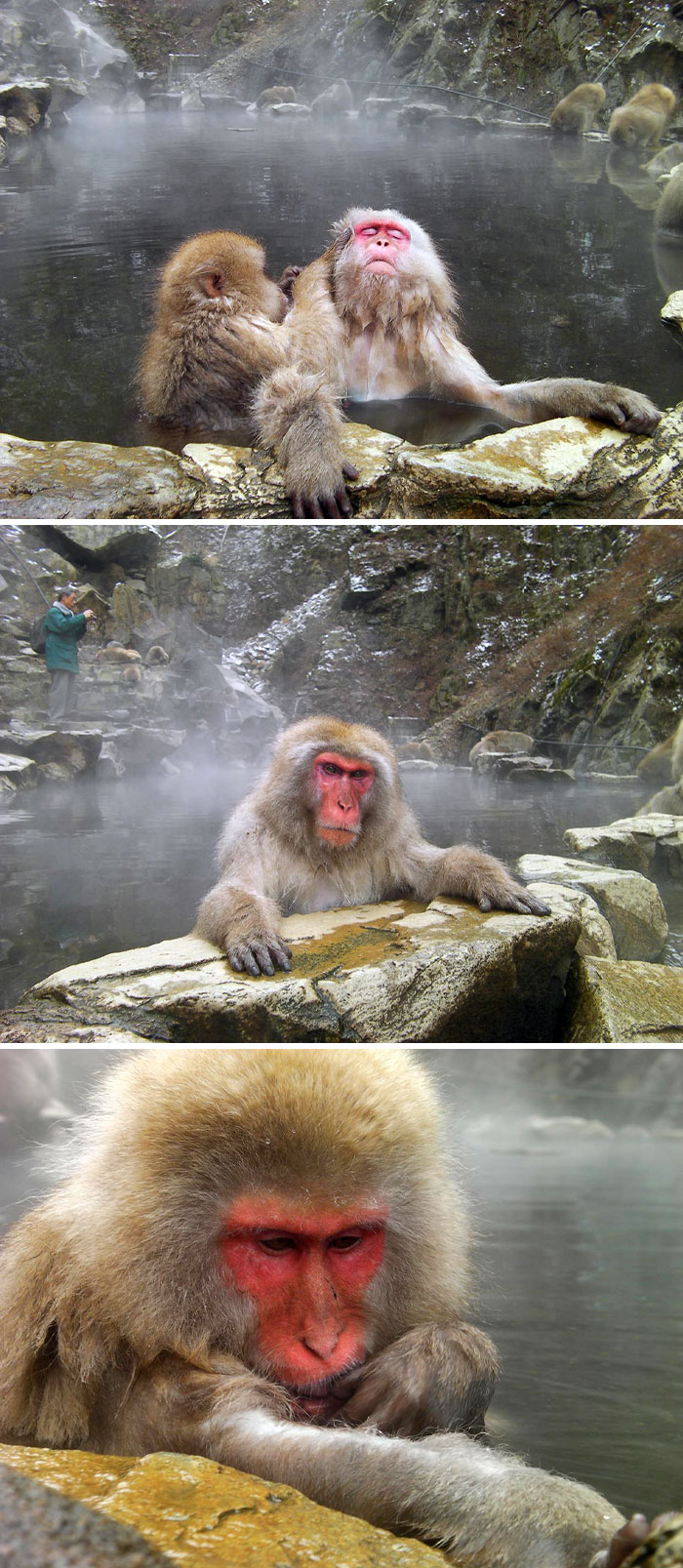 Monkeys Enjoying A Hot-Spring Bath At Jigokudani Park In Yamanouchi (Nagano Prefecture)