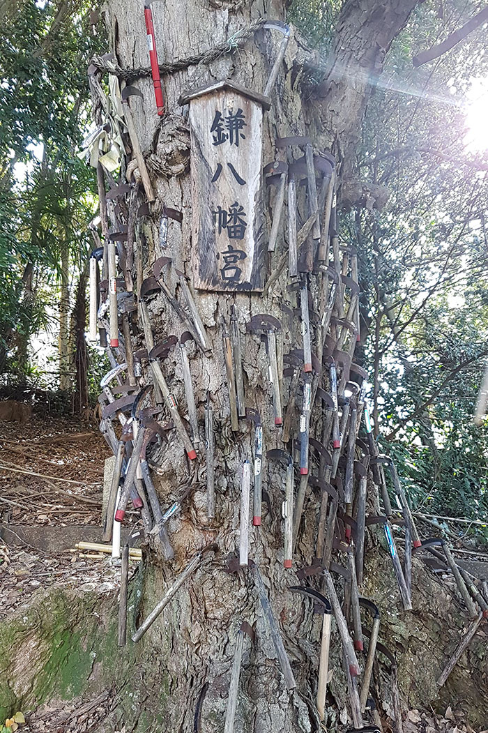 I Came Across This Tree While Walking Through A Forest In Japan