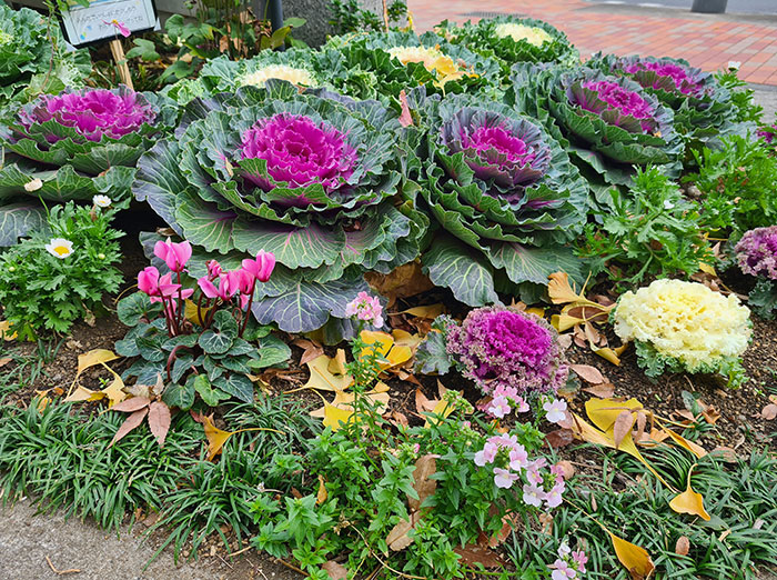 Cabbages Being Used As Decorative Flowers In Japanese Public Spaces