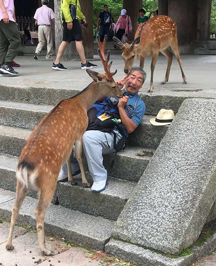 I Captured A Picture Today Of This Man Trying In Vain To Defend Himself From A Deer In Nara, Japan