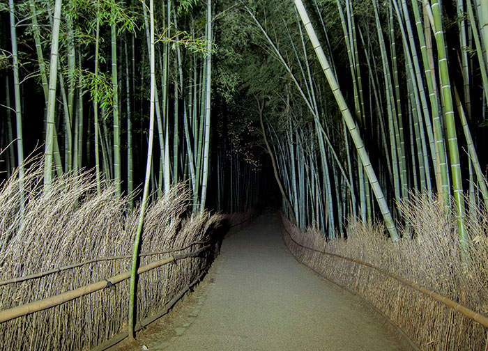 I Thought I Was Smart Avoiding The Crowds By Visiting The Bamboo Forest At 10 PM. I Only Managed To Scare Myself And Bail Without Entering Very Far. Arashiyama Bamboo Grove, Kyoto