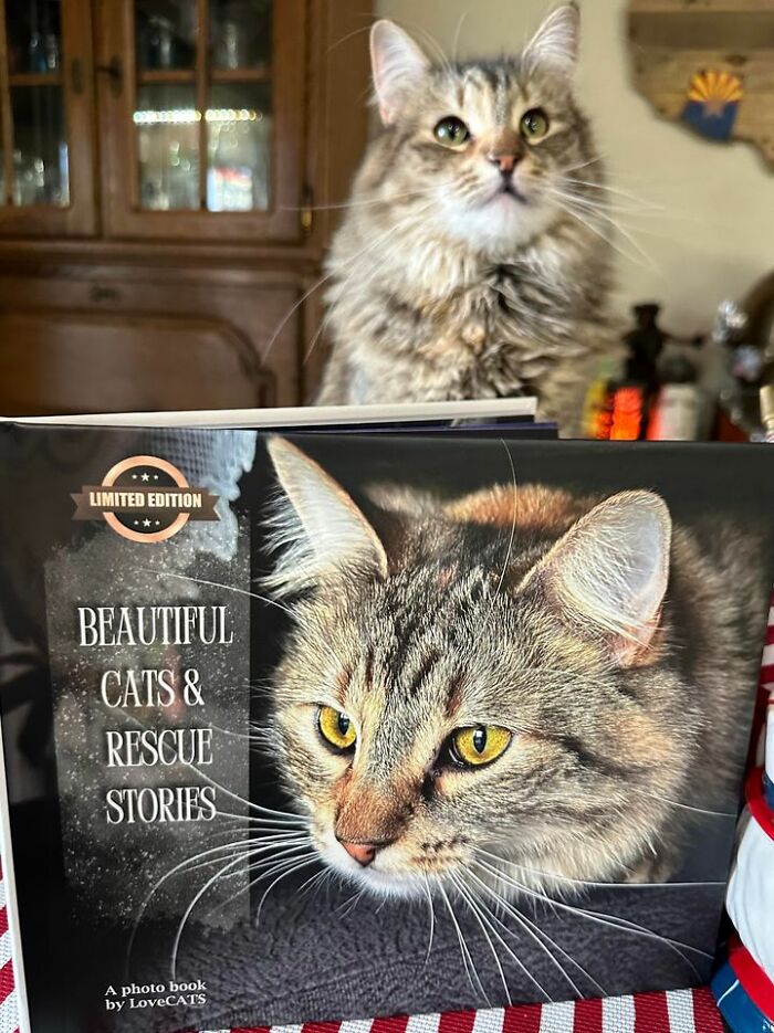 Cat photobook winners featured with a tabby cat looking intently and its photo on a limited edition rescue stories book cover.
