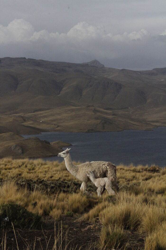 Laguna Lagunillas, Peru