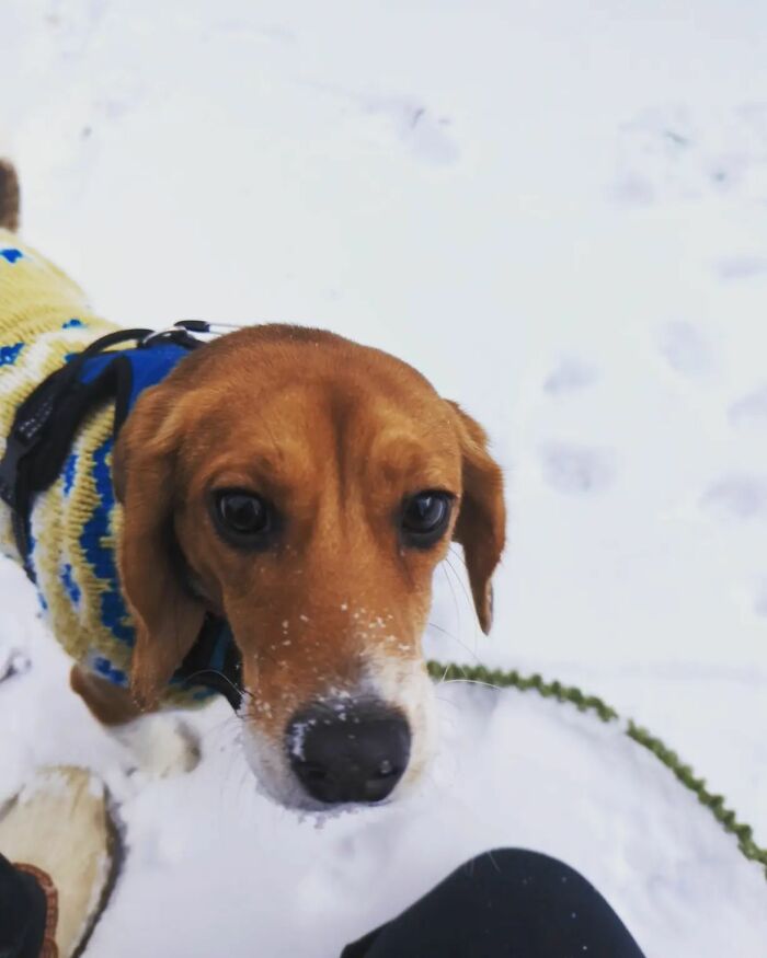 Meet Dora, The Beagle Who Was Rescued From A Lab And Was Given A Chance At A New Life
