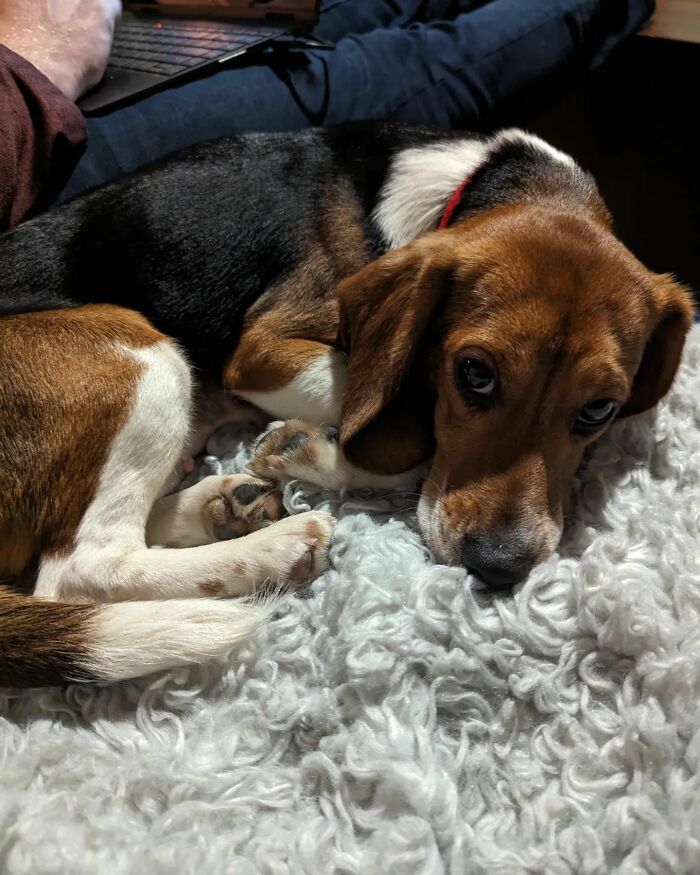Meet Dora, The Beagle Who Was Rescued From A Lab And Was Given A Chance At A New Life